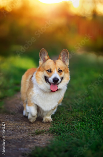  vertical cute portrait of a corgi dog walking in summer on green grass on a sunny day