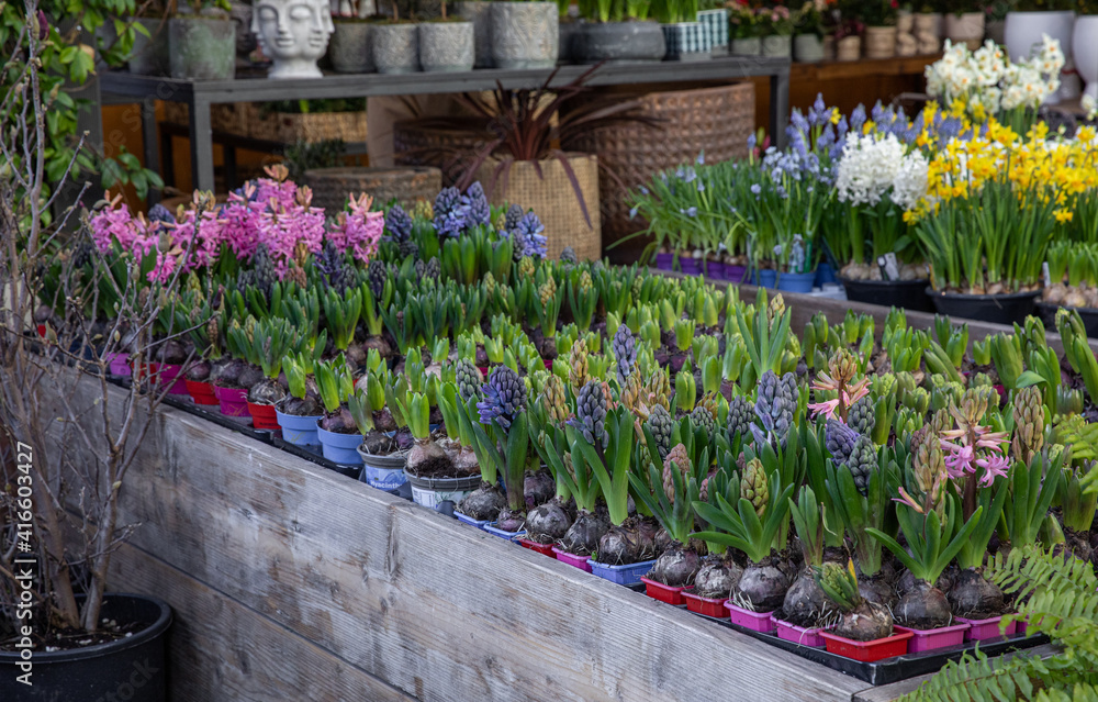 Young Hyacinthus orientalis bulbs in the ground in seedling trays in a garden shop - planting gardening flowers concept.