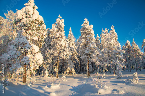 Winter landscape in a quiet Karelian forest.