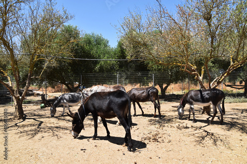 Eselauffangstation auf Kreta, Griechenland