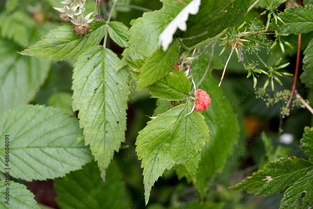 Red raspberry berry growing on a green bush in the forest on a summer day Red raspberry berry growing on a green bush in the forest on a summer day