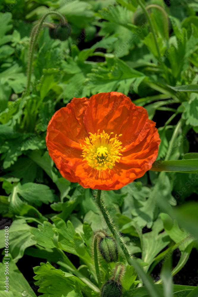 Poppy flower, USA. Poppy flower, USA.