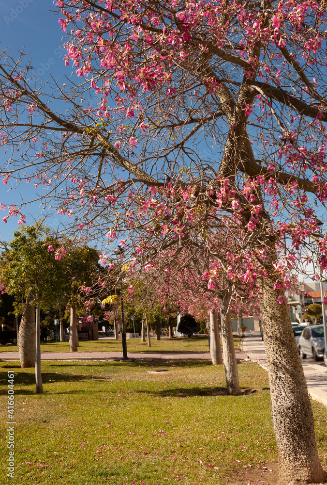 Fototapeta premium Vista de unos arboles con flores rosas en un dia de primavera.