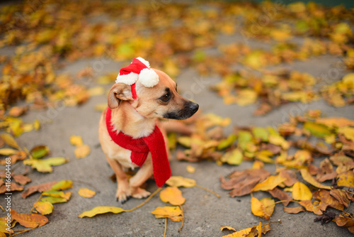 The dog with a scarf around her neck and a Santa hat on her head. High quality photo