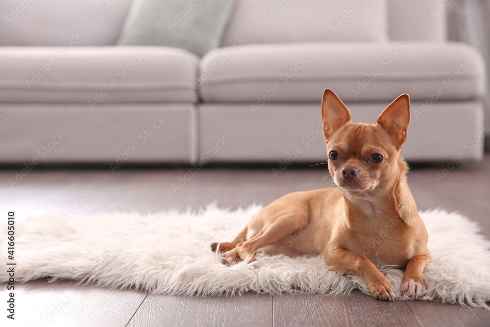 Cute Chihuahua dog lying on warm floor indoors, space for text. Heating system Cute Chihuahua dog lying on warm floor indoors, space for text. Heating system