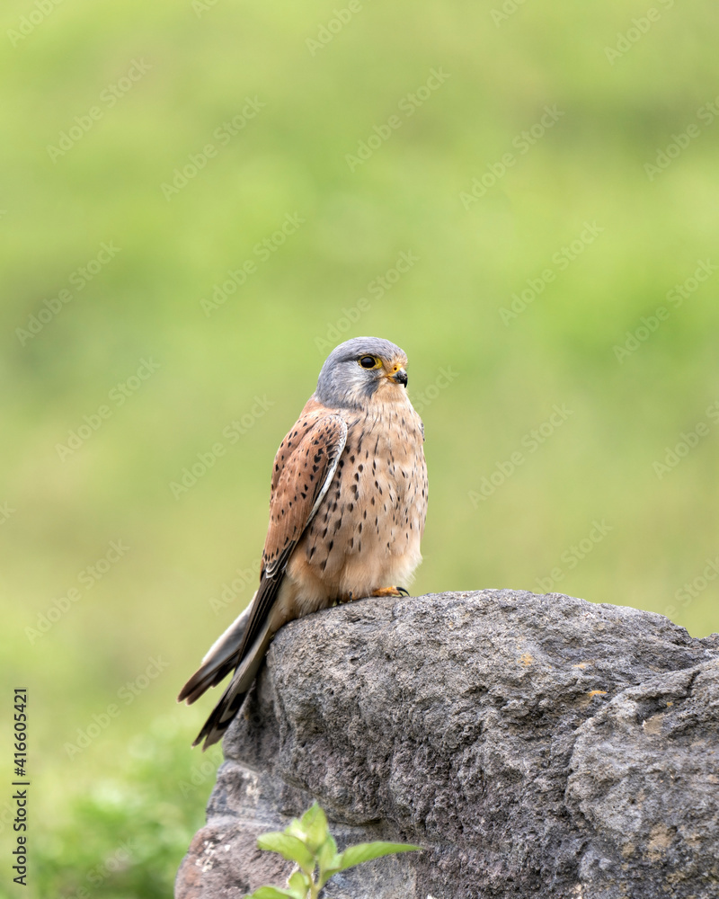 Fototapeta premium Common kestrel (Falco tinnunculus) in Ngorongoro crater floor, Tanzania