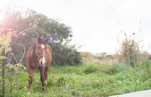 Vista de un caballo pastando en un campo con hierba en primavera. © MiguelAngel
