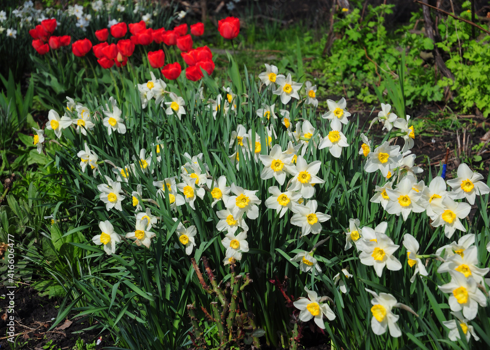 Charming spring flowers white and yellow narcissus, daffodils, and red tulips blooming profusely in the flowerbed in spring.