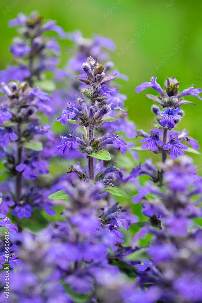 Salvia officinalis, common sage, USA Salvia officinalis, common sage, USA