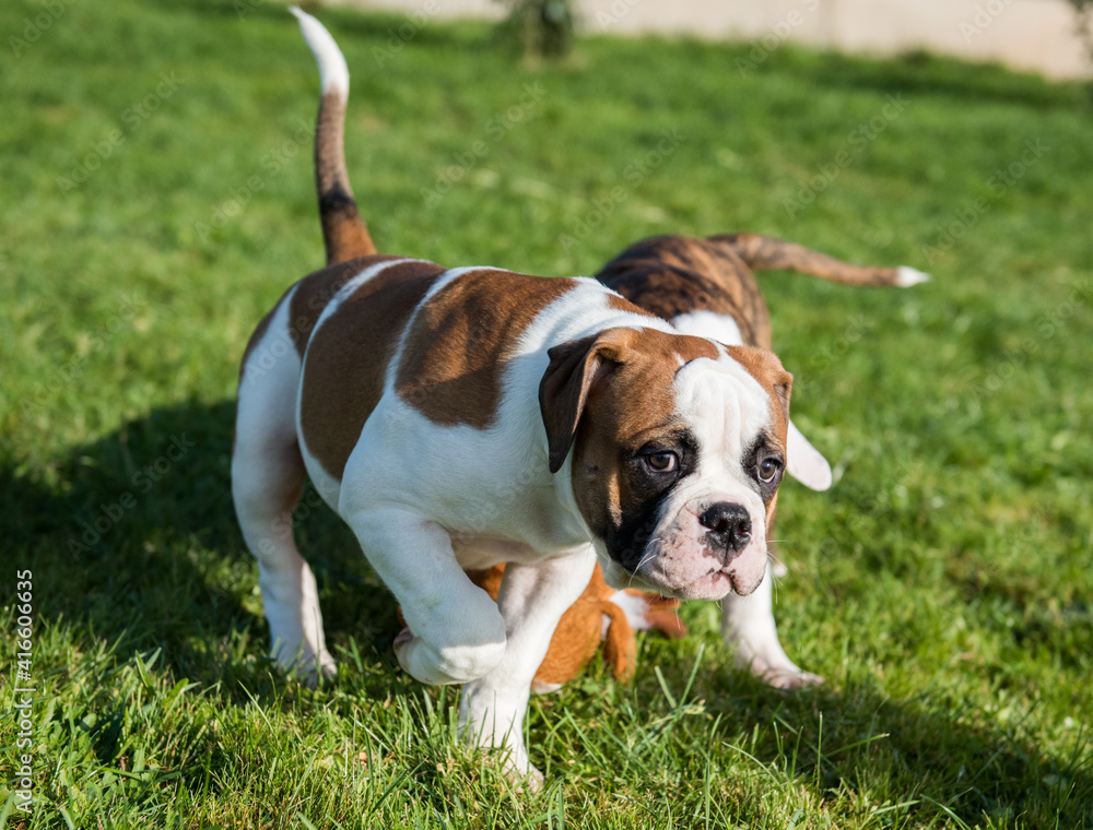 Funny red American Bulldog puppy is running.