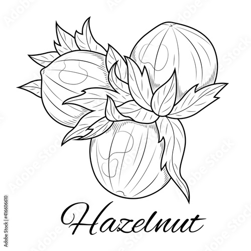 Hazelnut sketch. Nut.Coloring for children and adults. Illustration isolated on white background.Zen-tangle style.