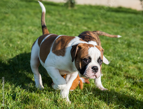 Funny red American Bulldog puppy is running. © zanna_
