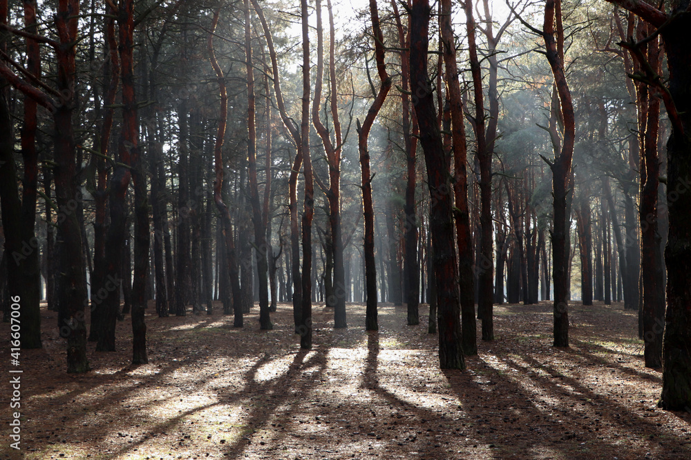 Picturesque view of beautiful forest on sunny day Picturesque view of beautiful forest on sunny day