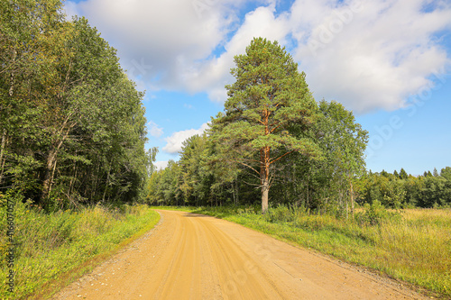 Dirt road through a dense pine forest