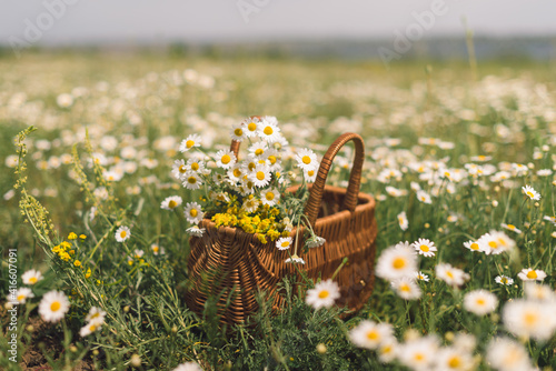 Chamomiles in a basket standing in a chamomile field.Herb,organic,poscards.