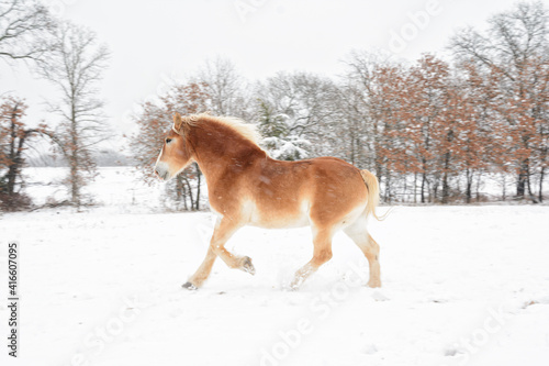 Belgian draft horse galloping in winter pasture in snowfall © pimmimemom
