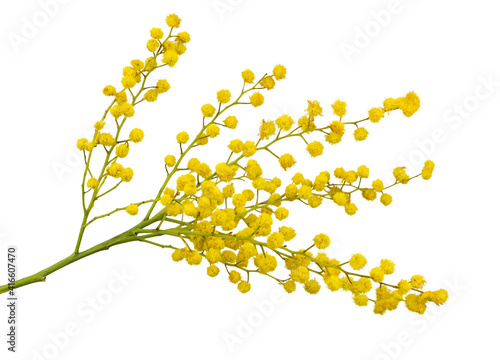 Twig of mimosa with fluffy yellow flowers isolated on white background photo