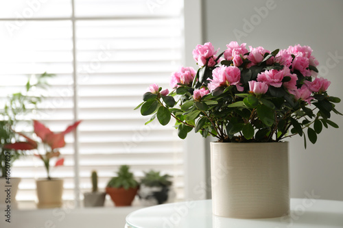 Beautiful Azalea flower in plant pot on white table indoors, space for text. House decor © New Africa