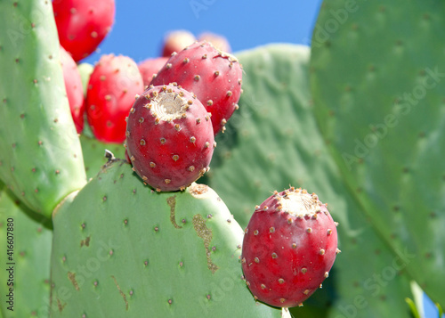 Close up of Prickly Pear cactus fruit on the cacti. The  fruit  of prickly pears is edible  but it must be peeled carefully to remove the small spines on the outer skin before consumption.