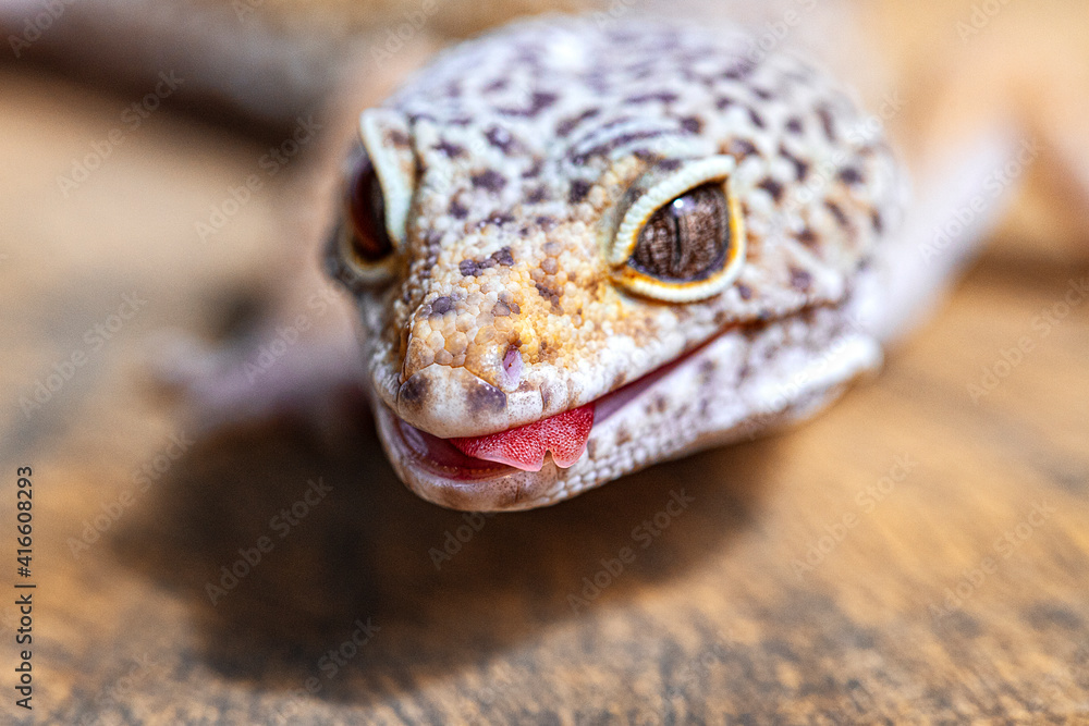 Naklejka premium Leopard Gecko with tongue out on wooden surface. Macro