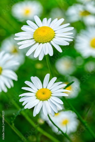 Oxeye daisy  USA