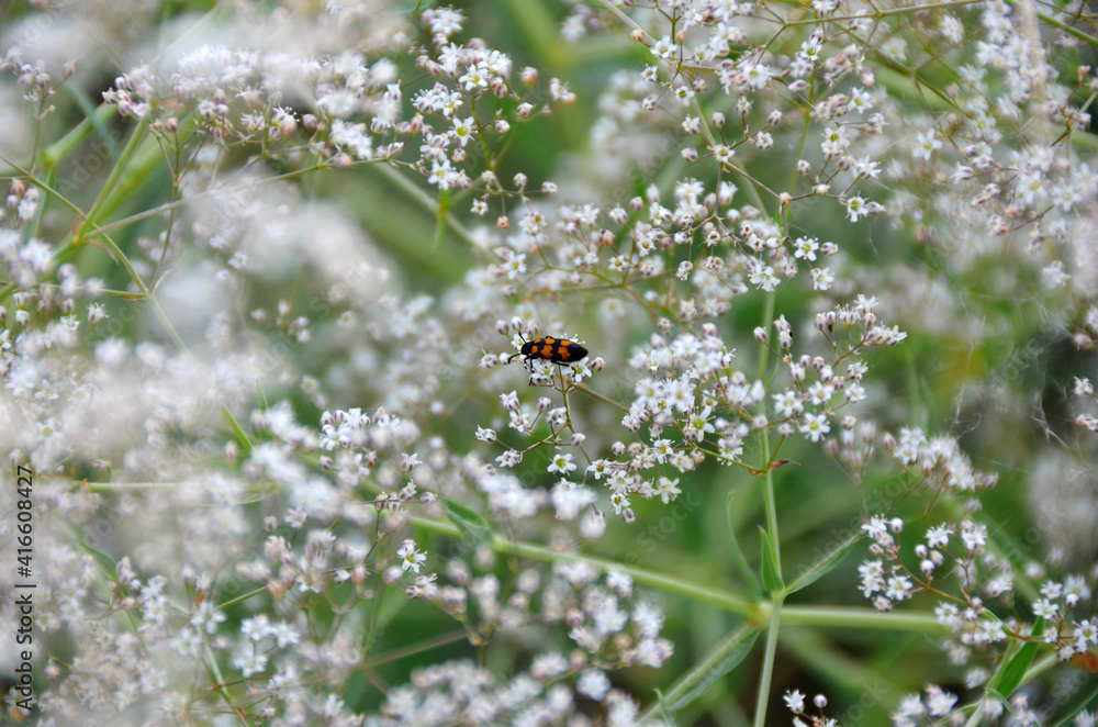 Beetle and white flowers summer Beetle and white flowers summer