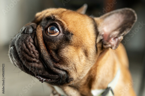Close up of French bulldog looking up. Indoor