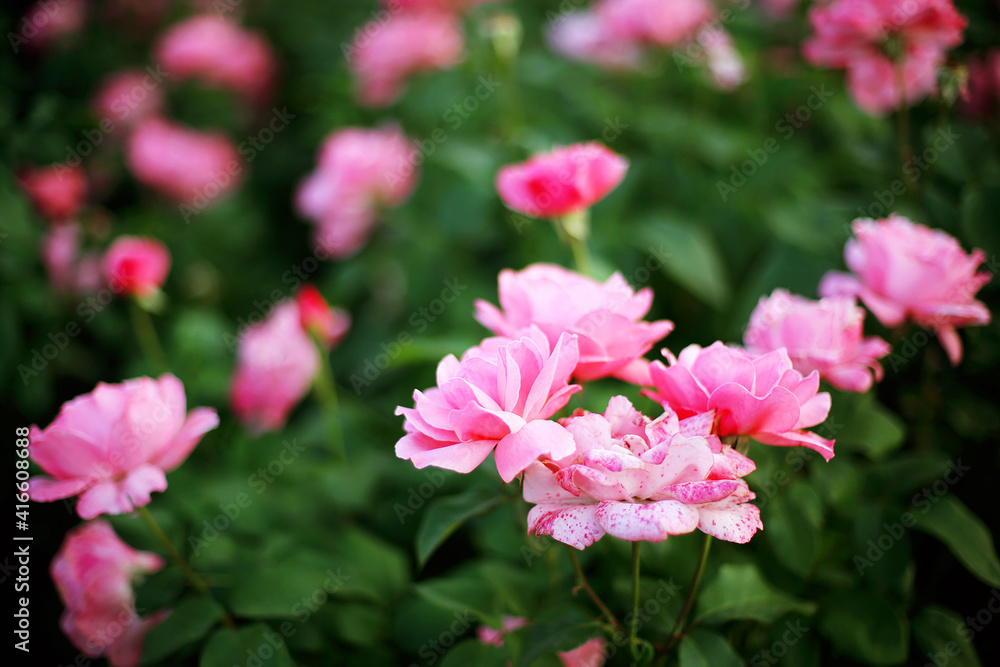 Pink rosesin the garden Summer