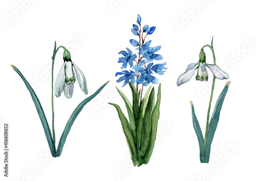 Set of spring flowers of snowdrop and blue hyacinth bush. Watercolor hand drawn isolated elements on white background for design of cards, wedding invitations, print, background, packaging, textiles.
