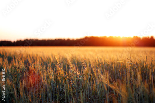 Wheat field at sunset Summer Beautiful sunlight