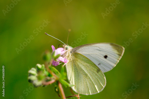 The large white, also called cabbage butterfly, cabbage white, cabbage moth (Pieris brassicae), on yellow flower. White butterfly. Blurry green background.