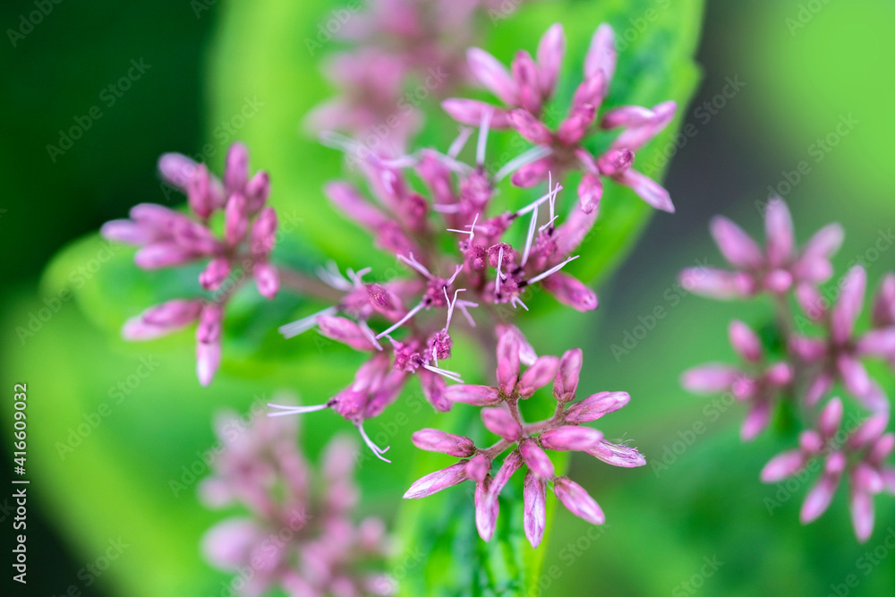 Hemp-agrimony, Eupatorium cannabinum, USA Hemp-agrimony, Eupatorium cannabinum, USA