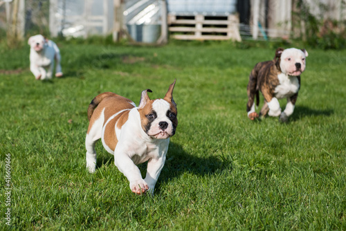Fototapeta Naklejka Na Ścianę i Meble -  American Bulldog puppies is running and playing