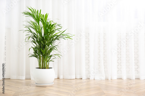 Beautiful indoor palm plant on floor in room, space for text. House decoration
