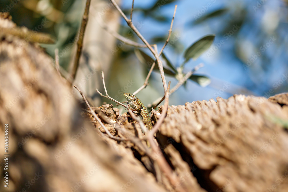 Zootoca vivipara (Lacerta vivipara) closeup portrait. An image of a Common Lizard in its natural environment