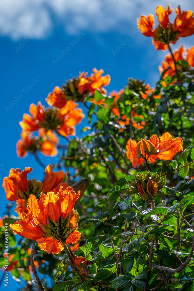 African tulip tree