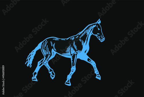 Vector color illustration,graphical horse on black background