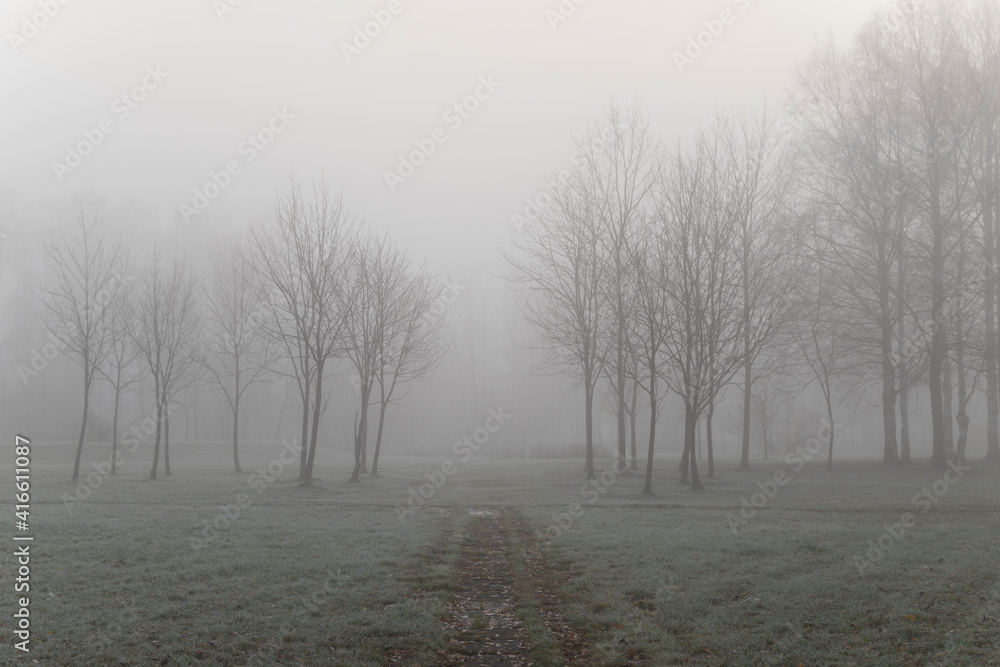 morning fog in autumn park