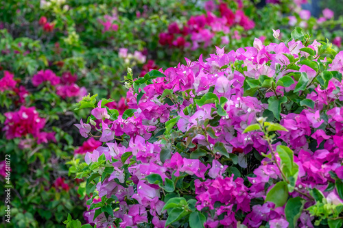 Wallpaper Mural Bougainvillea in tropical garden Torontodigital.ca