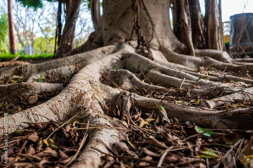Roots of a large Ficus, on a ground full of dry leaves, in an urban park with soft evening light.