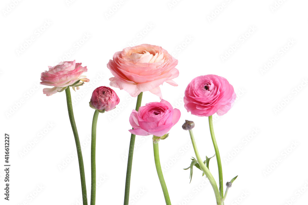 Beautiful fresh ranunculus flowers on white background Beautiful fresh ranunculus flowers on white background