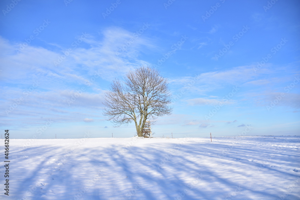 snow covered trees snow covered trees