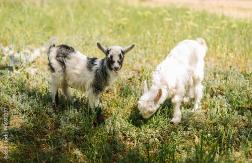 black and white small newborn baby goat eating grass on farm of countryside