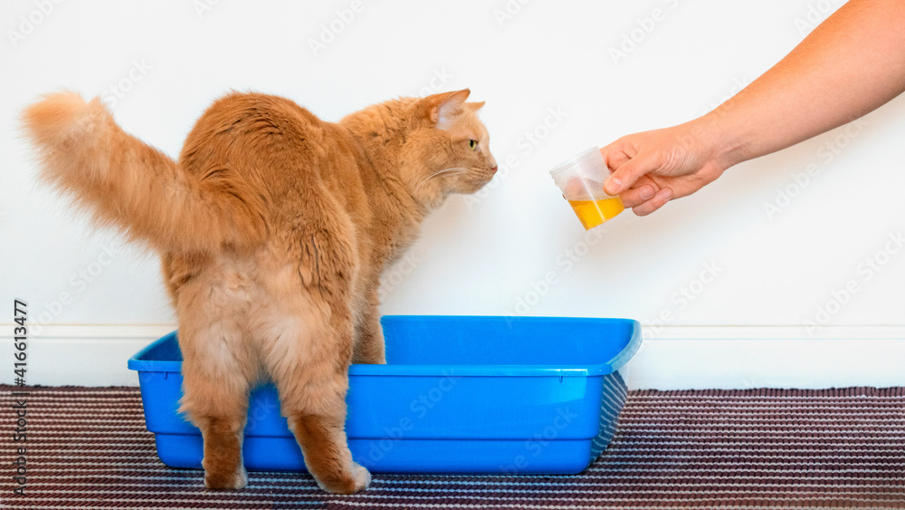 Cat's owner taking a urine sample. How to collect a feline urine