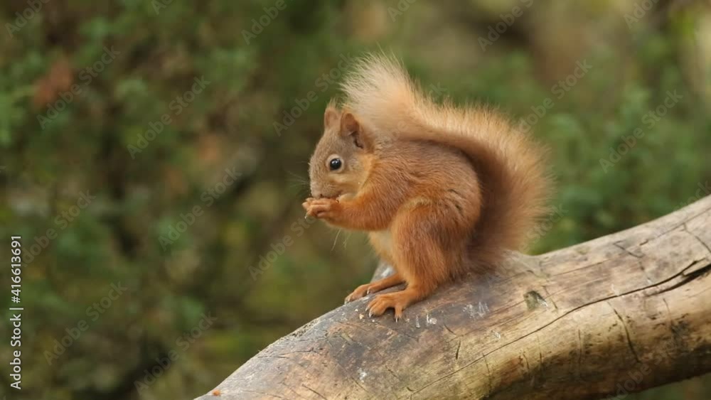 A cute young Red Squirrel (Sciurus vulgaris) feeding in the Highlands of Scotland, sitting on a branch in a tree. A cute young Red Squirrel (Sciurus vulgaris) feeding in the Highlands of Scotland, sitting on a branch in a tree.