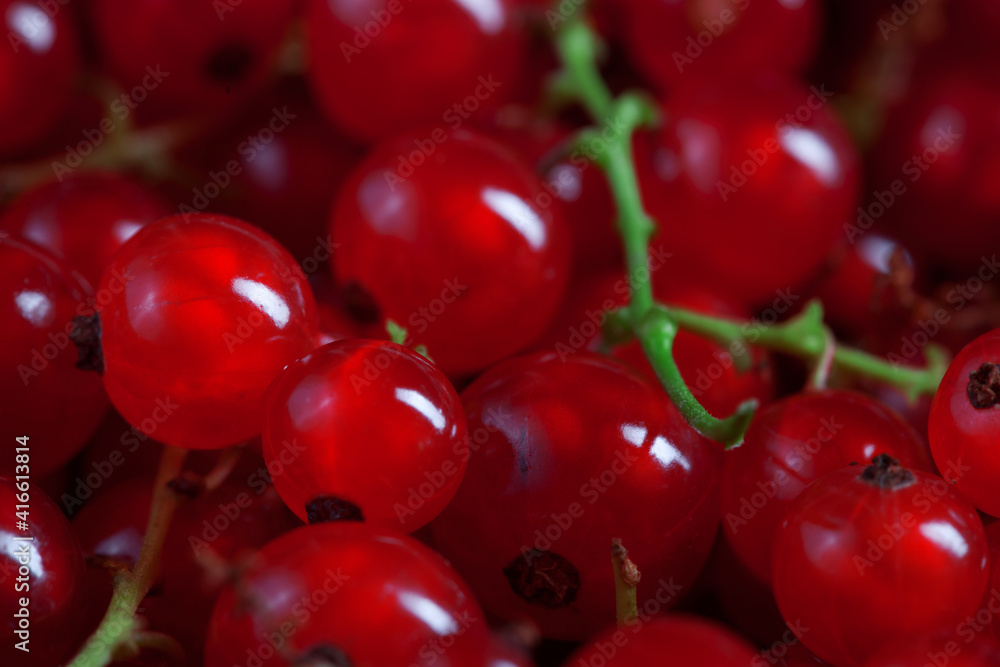 macro photo of fresh red currant berries, blurred background macro photo of fresh red currant berries, blurred background