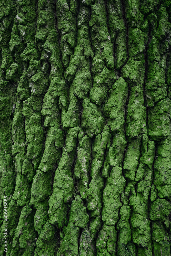 Bark of a tree covered with green moss, close-up. Bark of a tree covered with green moss, close-up.