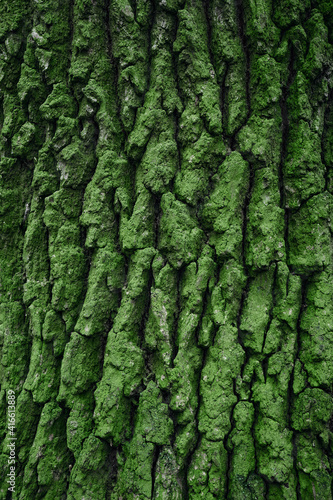 Bark of a tree covered with green moss, close-up. 