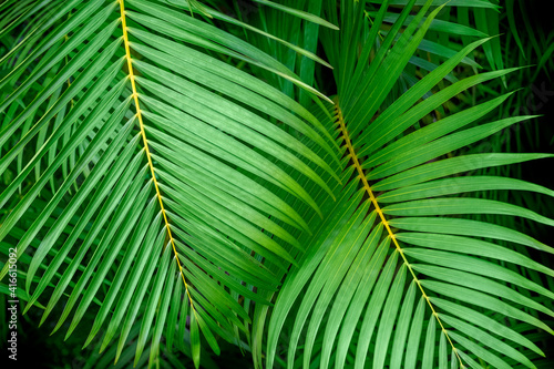 Palm fronds