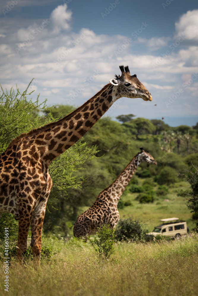 Beatiful girrafe during safari in Tarangire National Park, Tanzania.. - obrazy, fototapety, plakaty 